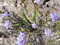Aristea africana pale-flowering clump